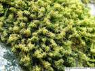 Pleurochaete squarrosa (Brid.) Lindb.
