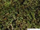 Porella arboris-vitae (With.) Grolle