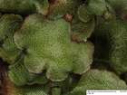 Preissia quadrata (Scop.) Nees