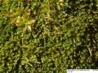 Pseudoleskeella tectorum (Funck ex Brid.) Kindb. ex Broth.