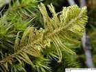 Ptilium crista-castrensis (Hedw.) De Not.