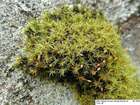Racomitrium sudeticum (Funck) Bruch & Schimp.