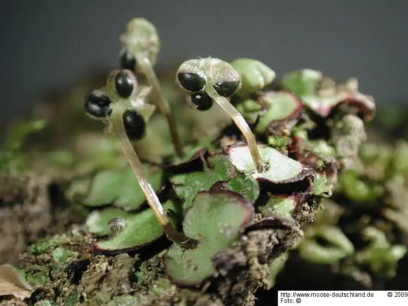 Fotografie Reboulia hemisphaerica (L.) Raddi