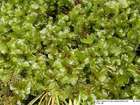Rhizomnium magnifolium (Horik.) T.J.Kop.