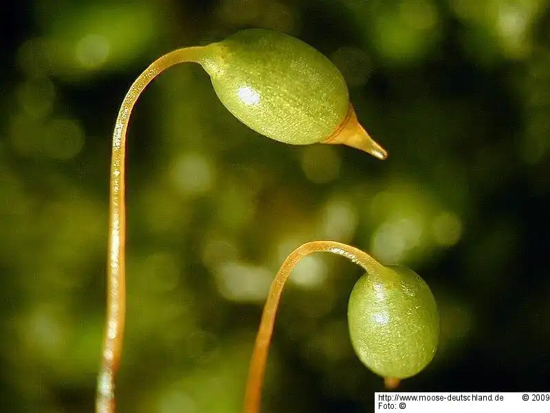 Sporophyt | Foto von Michael Lüth