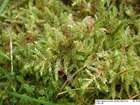 Rhytidiadelphus subpinnatus (Lindb.) T.J.Kop.