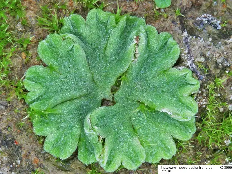 Habitus | Foto von Norbert Stapper