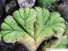 Ricciocarpos natans (L.) Corda