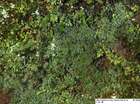 Saelania glaucescens (Hedw.) Broth.