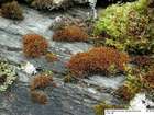 Schistidium boreale Poelt