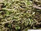 Scleropodium touretii (Brid.) L.F.Koch