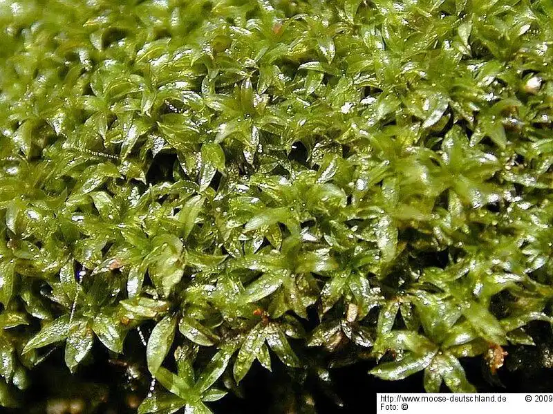 Gametophyt | Foto von Michael Lüth