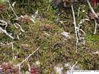 Scorpiurium circinatum (Brid.) M.Fleisch. & Loeske