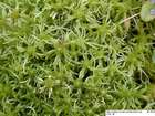 Sphagnum fimbriatum Wilson