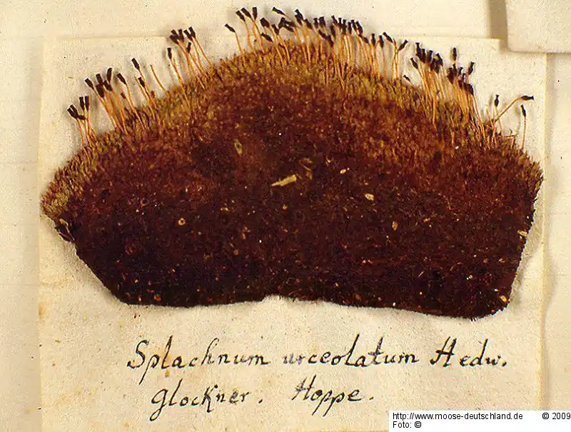 Habitus | Foto von Dr. Oliver Dürhammer