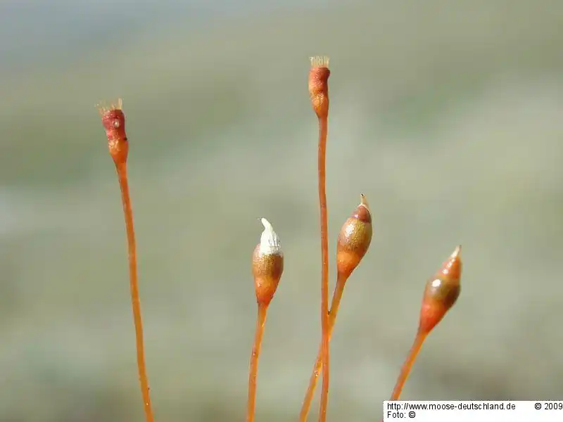 Sporophyt | Foto von Michael Lüth