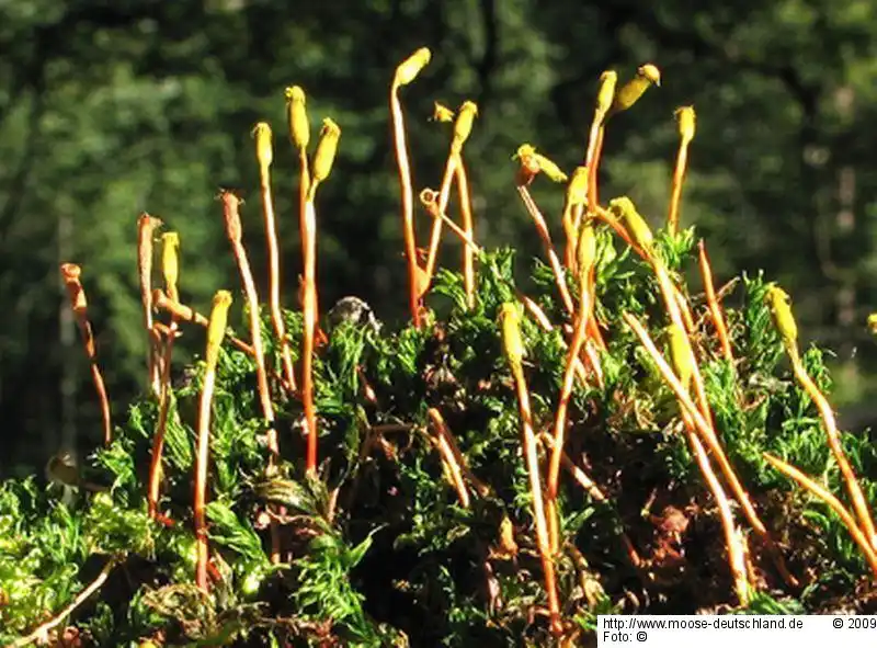 Habitus | Foto von Dr. Oliver Dürhammer