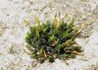 Ulota hutchinsiae (Sm.) Hammar
